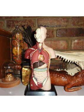 Vintage Human Torso Model w/ detachable organs oddity curiosity medical